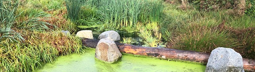 jezírko s plovoucí řasou